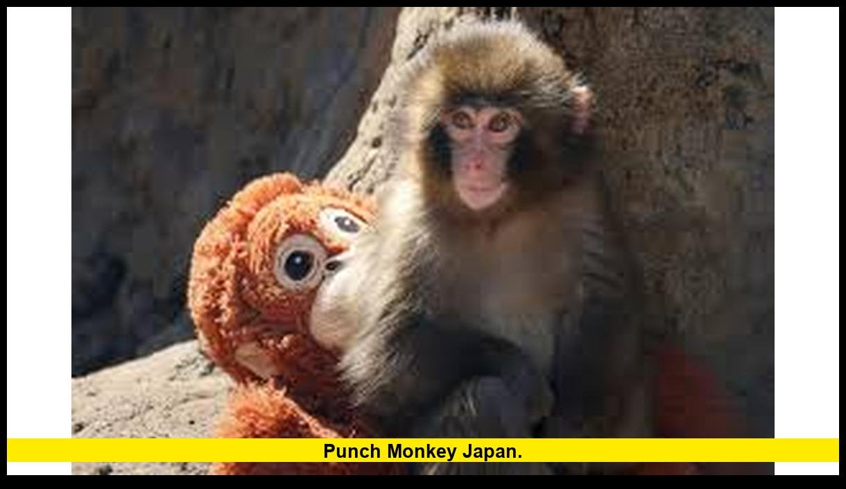Punch Monkey Japan: What It Is, Why It Exists, and the Latest Verified Updates